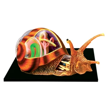 Игрушка для сборки пазлов Обучающая игрушка для сборки, Имитирующая Биологическое животное, Модель для обучения анатомии органов Улитки
